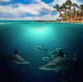 Half underwater photo of tropical paradise with a group of colorful fishes and big sharks. The water is clear and blue. There is a Royalty Free Stock Photo