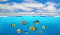 Half underwater photo of tropical paradise with a group of colorful fishes. T Royalty Free Stock Photo