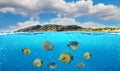 Half underwater photo of tropical paradise with a group of colorful fishes Royalty Free Stock Photo