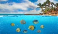 Half underwater photo of tropical paradise with a group of colorful fishes Royalty Free Stock Photo