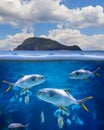 Half underwater photo of tropical paradise with a group of fishes Royalty Free Stock Photo
