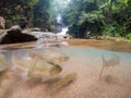 Half underwater photography. group of fish swimming in transparent stream water. waterfall in tropical forest, Thailand.