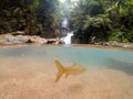 Half underwater photography. group of fish swimming in transparent stream water. waterfall in tropical forest, Thailand. Royalty Free Stock Photo