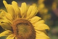 Half view of a bright yellow sunflower, artistic filter applied