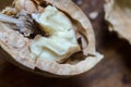 Half a walnut core macro Royalty Free Stock Photo