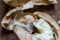 Half a walnut core macro Royalty Free Stock Photo
