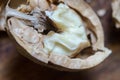 Half a walnut core macro Royalty Free Stock Photo