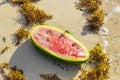 Half watermelon lies on the beach and in water waves