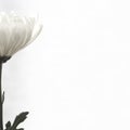 Half of a white chrysanthemum Royalty Free Stock Photo