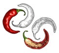 Half and whole pepper chilli. Vintage vector hatching color illustration