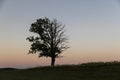 a half withered tree grows on a hill near sunset Royalty Free Stock Photo