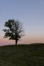 a half withered tree grows on a hill near sunset Royalty Free Stock Photo