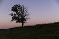 a half withered tree grows on a hill near sunset Royalty Free Stock Photo