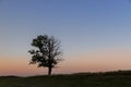 a half withered tree grows on a hill near sunset Royalty Free Stock Photo