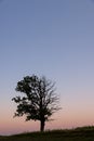 a half withered tree grows on a hill near sunset Royalty Free Stock Photo