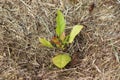 A half-year-old apple seedling. An apple seedling grows in the garden. An apple tree mulched with hay Royalty Free Stock Photo