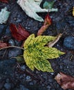 A yellow green maple leaf. Autumn.