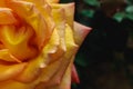 Half of yellow orange rose on a bush. Macro nature.