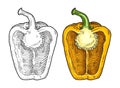 Half yellow sweet bell pepper. Vintage vector engraving