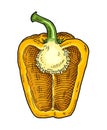 Half yellow sweet bell pepper. Vintage vector engraving Royalty Free Stock Photo