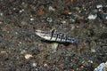 Halfbarred Goby Amblygobius semicinctus