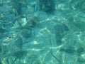 Halfbeaks and white fish under the water