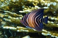 Halfcircled or Koran Angelfish Royalty Free Stock Photo