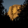 Halfdome Glows Orange Through The Pines In Yosemite Valley Royalty Free Stock Photo