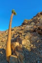 Halfmens Tree in Richtersveld Royalty Free Stock Photo