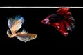 Halfmoon betta beautiful fish. capture the moving moment beautiful of siam betta fish in thailand on black background. Royalty Free Stock Photo