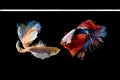 Halfmoon betta beautiful fish. capture the moving moment beautiful of siam betta fish in thailand on black background. Royalty Free Stock Photo