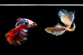 Halfmoon betta beautiful fish. capture the moving moment beautiful of siam betta fish in thailand on black background.Halfmoon bet Royalty Free Stock Photo