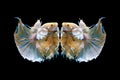 Halfmoon betta beautiful fish. capture the moving moment beautiful of siam betta fish in thailand on black background. Royalty Free Stock Photo