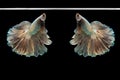 Halfmoon betta beautiful fish. capture the moving moment beautiful of siam betta fish in thailand on black background. Royalty Free Stock Photo