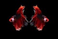 Halfmoon betta beautiful fish. capture the moving moment beautiful of siam betta fish in thailand on black background. Royalty Free Stock Photo