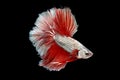 Halfmoon Betta Royalty Free Stock Photo