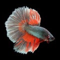 Halfmoon Betta on black background. Royalty Free Stock Photo