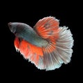 Halfmoon Betta on black background. Royalty Free Stock Photo