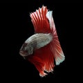 Halfmoon Betta on black background. Royalty Free Stock Photo