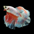 Halfmoon Betta on black background. Royalty Free Stock Photo
