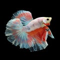 Halfmoon Betta on black background. Royalty Free Stock Photo
