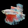 Halfmoon Betta on black background. Royalty Free Stock Photo