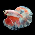 Halfmoon Betta on black background. Royalty Free Stock Photo