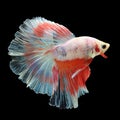Halfmoon Betta on black background. Royalty Free Stock Photo