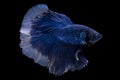 Halfmoon Betta Fish