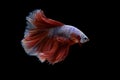 siam betta fish in thailand on black background Royalty Free Stock Photo