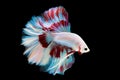 Halfmoon Betta capture the moving moment beautiful of siam betta fish in thailand on black background Royalty Free Stock Photo