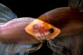 halfmoon betta fish macro photo multiple