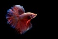 Halfmoon Betta fish, siamese fighting fish, betta splendens isolated on black background