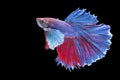 Halfmoon Betta splendens fighting fish Thailand on isolated black background. The moving moment beautiful of blue and red Royalty Free Stock Photo